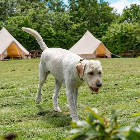 Bell Tent Glamping At Marwell Resort Winchester Exterior foto